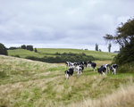 IEEP Report: A vision for a sustainable European dairy industry