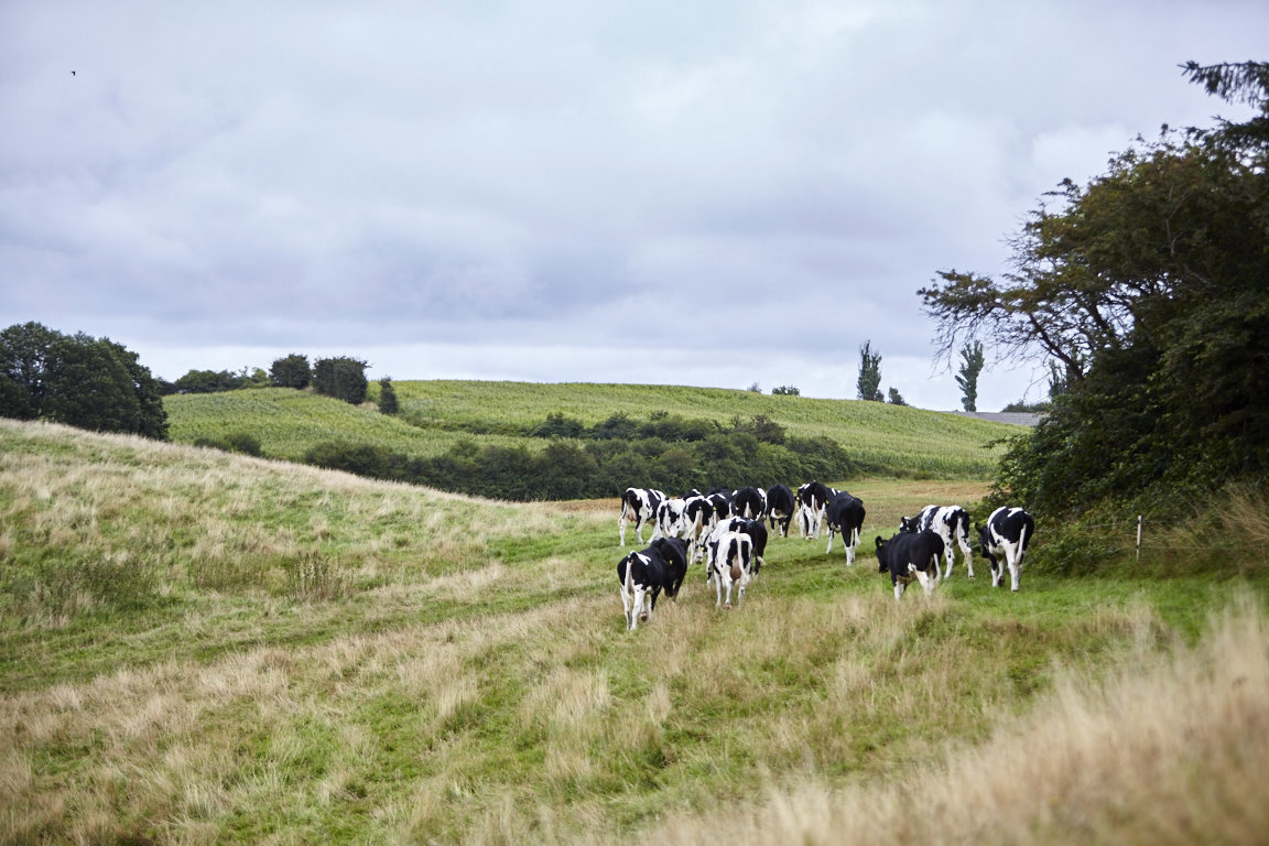 IEEP Report: A vision for a sustainable European dairy industry