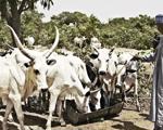 Supporting farmers in Nigeria
