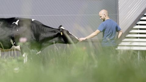 Cuidamos de nuestras vacas